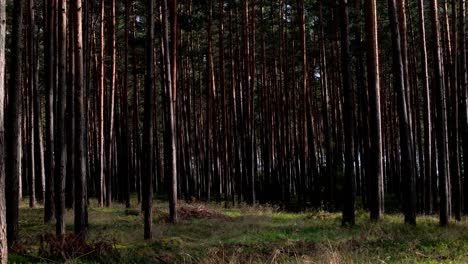 Desde-Frondosos-Bosques-Verdes-Hasta-Bosques-Serenos,-Nuestras-Imágenes-Capturan-La-Esencia-Del-Aire-Libre-Con-Un-Detalle-Sorprendente.