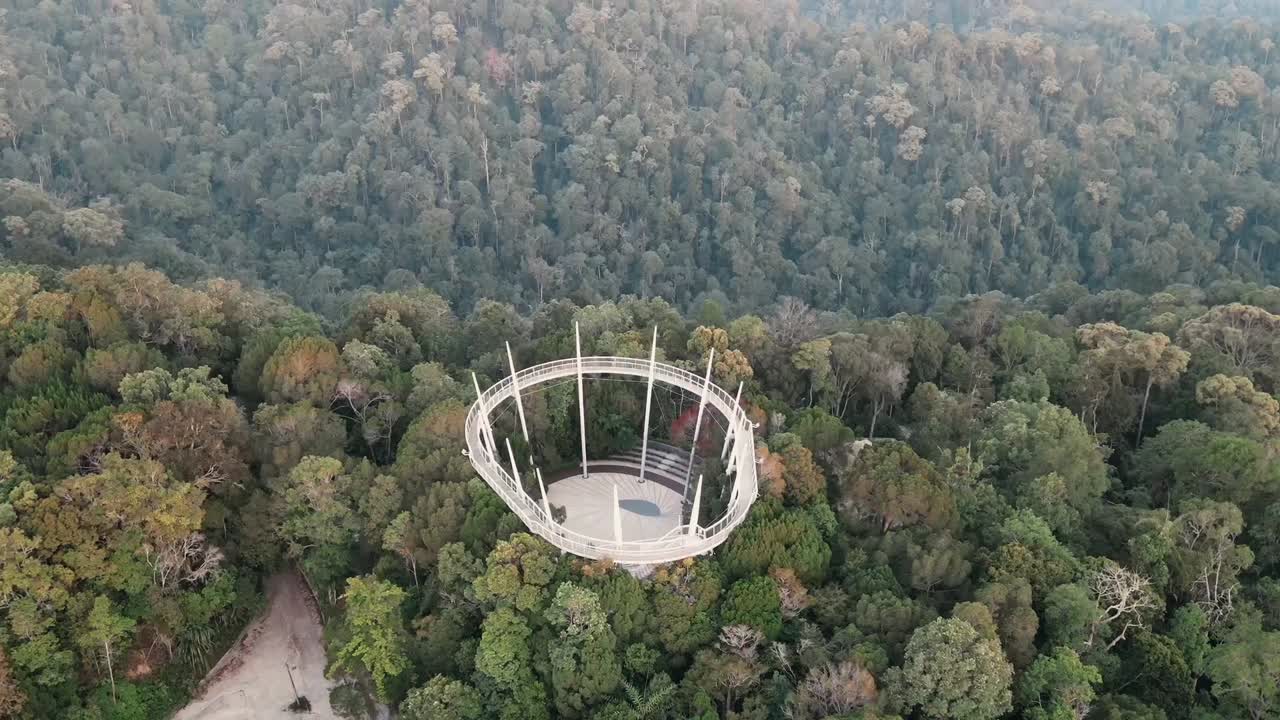 bosque de hábitat, entorno natural, bosque verde