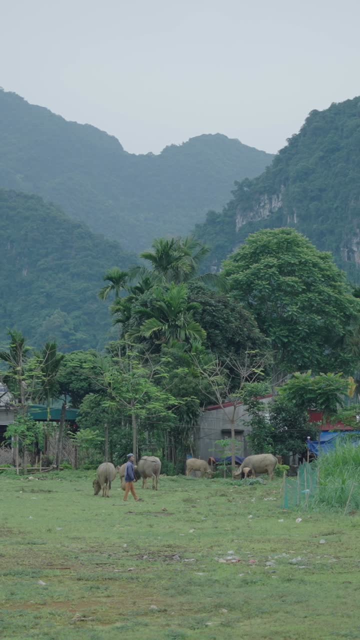 Rural landscape with buffalo grazing in a field