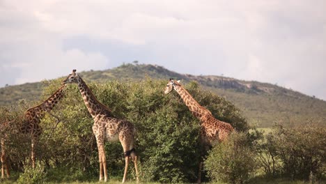 grupo de jirafas comiendo de un árbol de acaia en un safari en la reserva de masai mara en kenia, áfrica