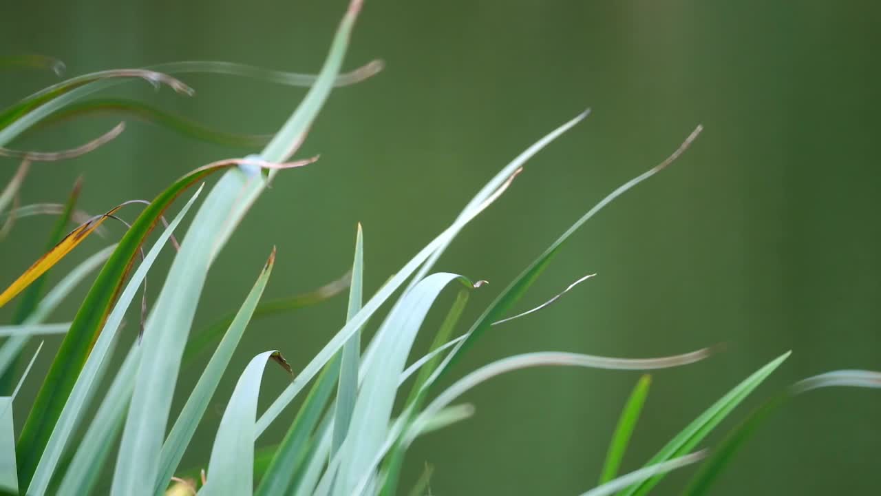 졸졸 흐르는 물과 연못 옆 식물을 보여주는 영국의 연못 옆에서 휴식