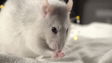 ratón de hierro. símbolo del año 2020. película en bucle. cinemagraph. 4k
