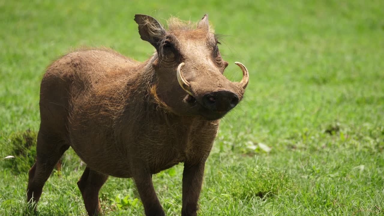 Facoquero africano sull'erba verde e ventosa della savana mastica il cibo.