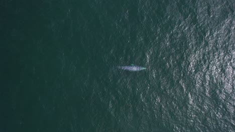 vista aérea sobre una ballena gris que brota - de arriba hacia abajo, disparo de dron