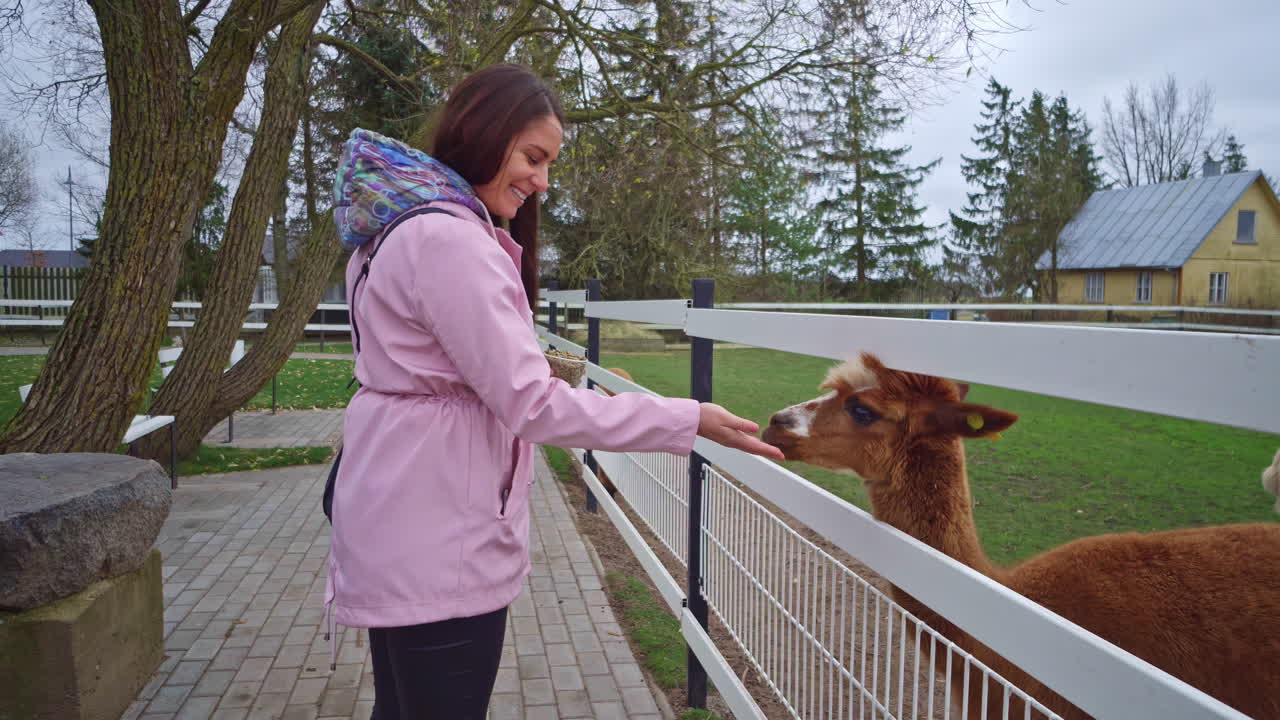흐린 날 리투아니아 크루스타 칼니스 의 동물 농장 에서 두 마리 의 알파카 를 먹이는 여인 의 근접 촬영