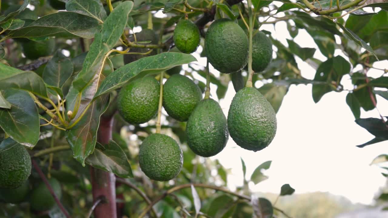 disparo en cámara lenta de aguacates en un árbol