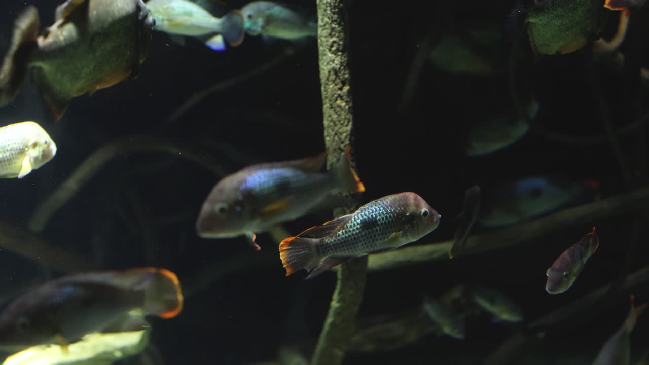 peces nadando con gracia en un acuario oscuro