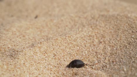 vista de cerca de un escarabajo negro en la arena