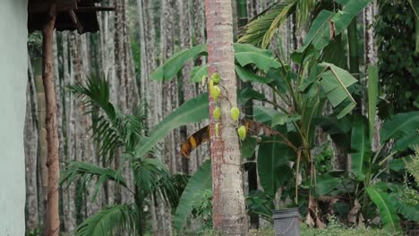 Nuez-De-Betel-Y-Cocoteros-En-La-Selva-Tropical