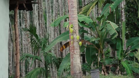 Betel nut and coconut trees in tropical rainforest