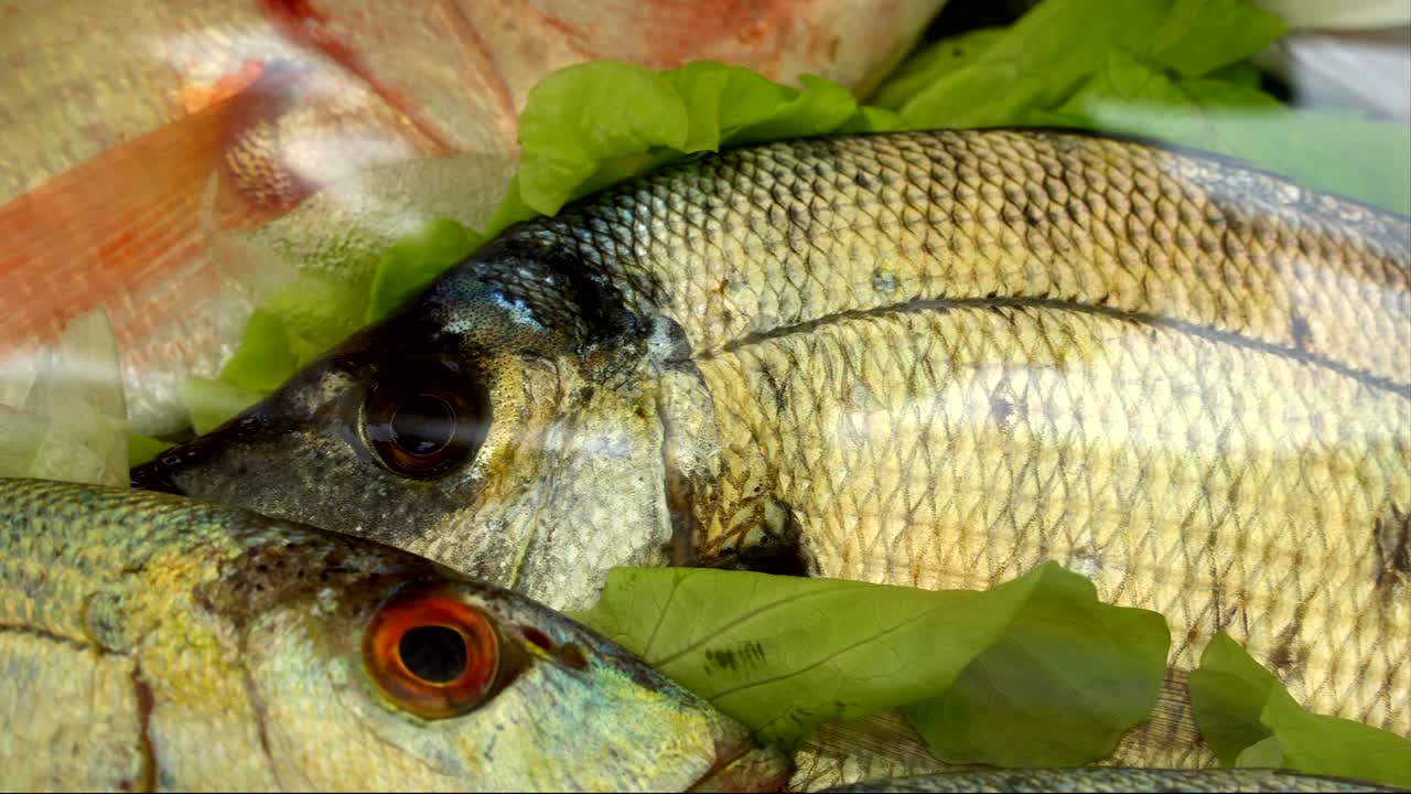 mariscos alineados en hielo en un mercado, tienda - pescado de mar, camarones, calamares, cangrejos, mariscos cocidos en verduras.