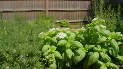 vibrant herb garden with blooming basil and lavender