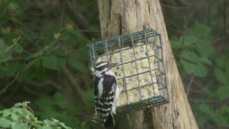 Hairy-Woodpecker-Turning-Its-Head-While-Feeding-On-Suet-From-A-Tree