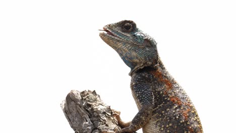 el lagarto de árbol de agama come insectos en la rama contra un fondo blanco sólido