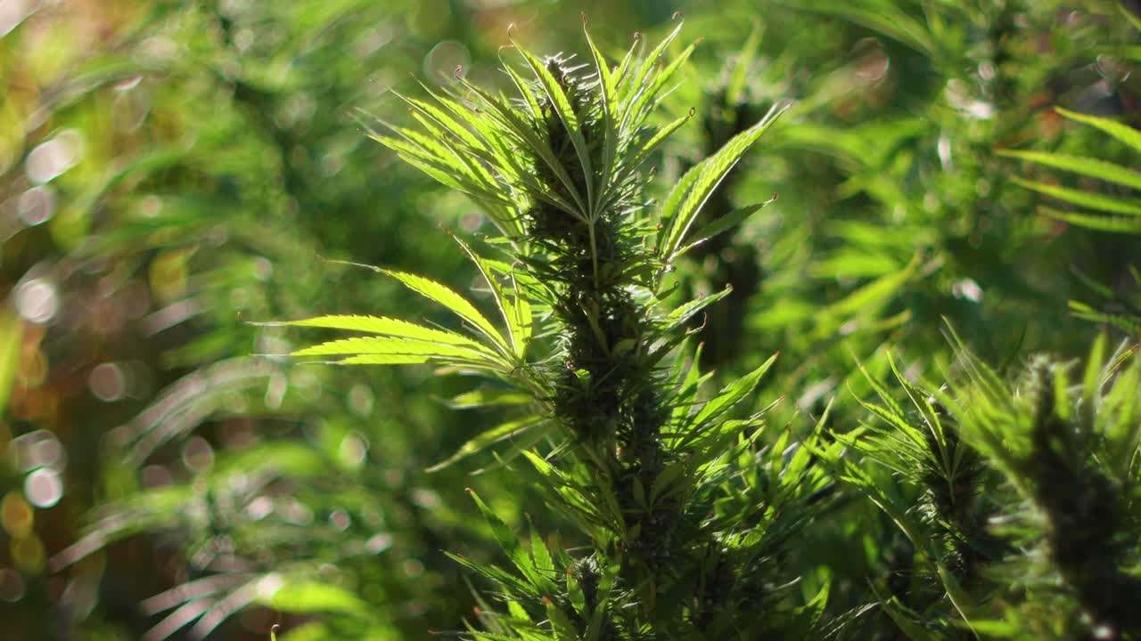 석양 속의 대마초