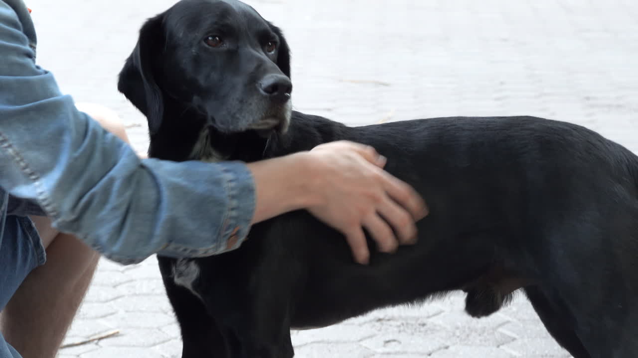Woman in denim jacket petting a black labrador retriever outside