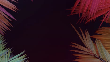 Tropical-palm-tree-leaf-frame,-zoom-out-animation