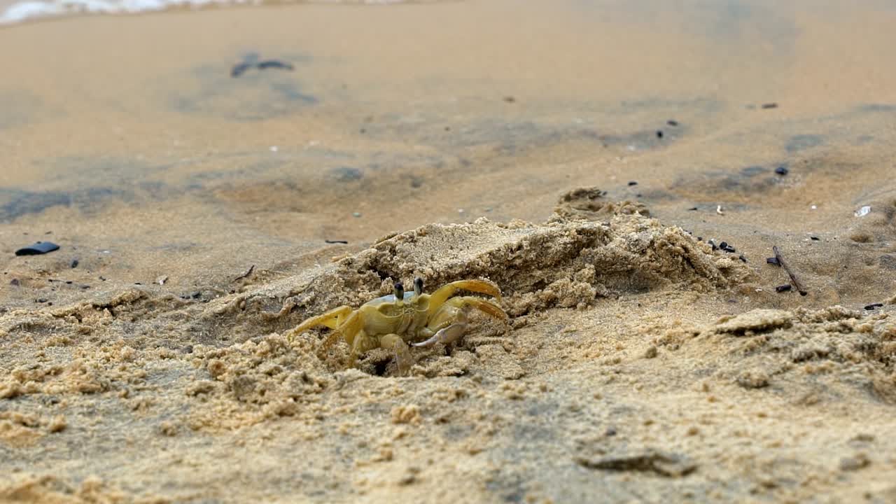 Slow motion handheld shot of a small yellow beach crab waiting near its hiding hole on fine tropical sand with small wave crashing into shore in Tibau do Sul the state of Rio Grande do Norte, Brazil