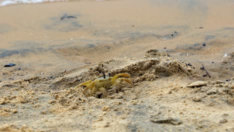 Handgehaltene-Zeitlupenaufnahme-Einer-Kleinen-Gelben-Strandkrabbe,-Die-In-Der-Nähe-Ihres-Verstecks-Auf-Feinem-Tropischen-Sand-Wartet,-Während-Eine-Kleine-Welle-An-Die-Küste-In-Tibau-Do-Sul-Im-Bundesstaat-Rio-Grande-Do-Norte,-Brasilien,-Kracht