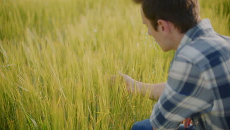 farmer inspecting wheat field