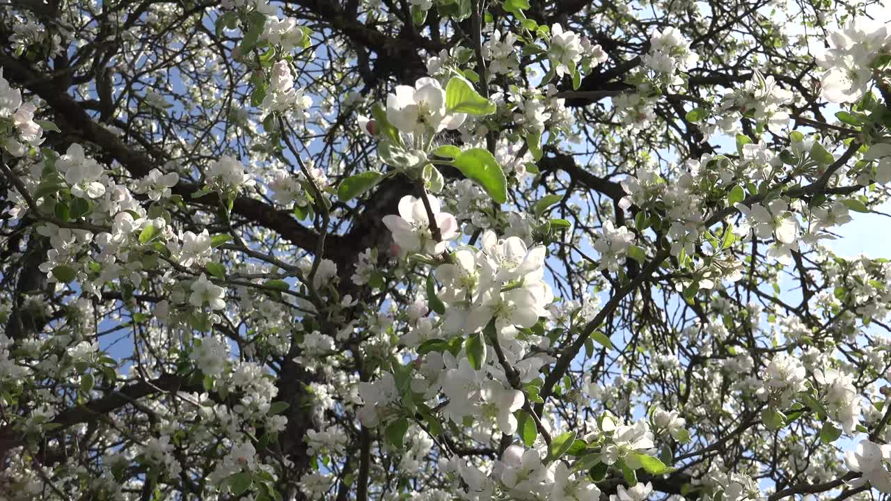 un árbol frutal es un árbol que da fruto que es consumido o utilizado por humanos y algunos animales