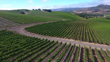 hermosa antena de viñedos montañosos en la región vitivinícola de la denominación santa rita de california 4