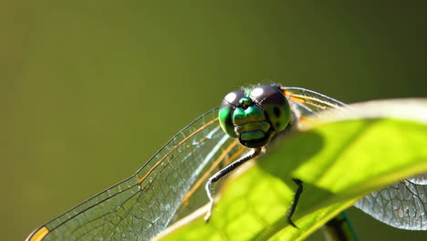 close-up of a vibrant green dragonfly perched on a leaf