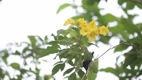 beautiful purple rumped sunbird hopping between yellow flowers in slow motion