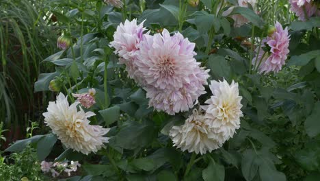 Flowers-and-Bees-in-Garden