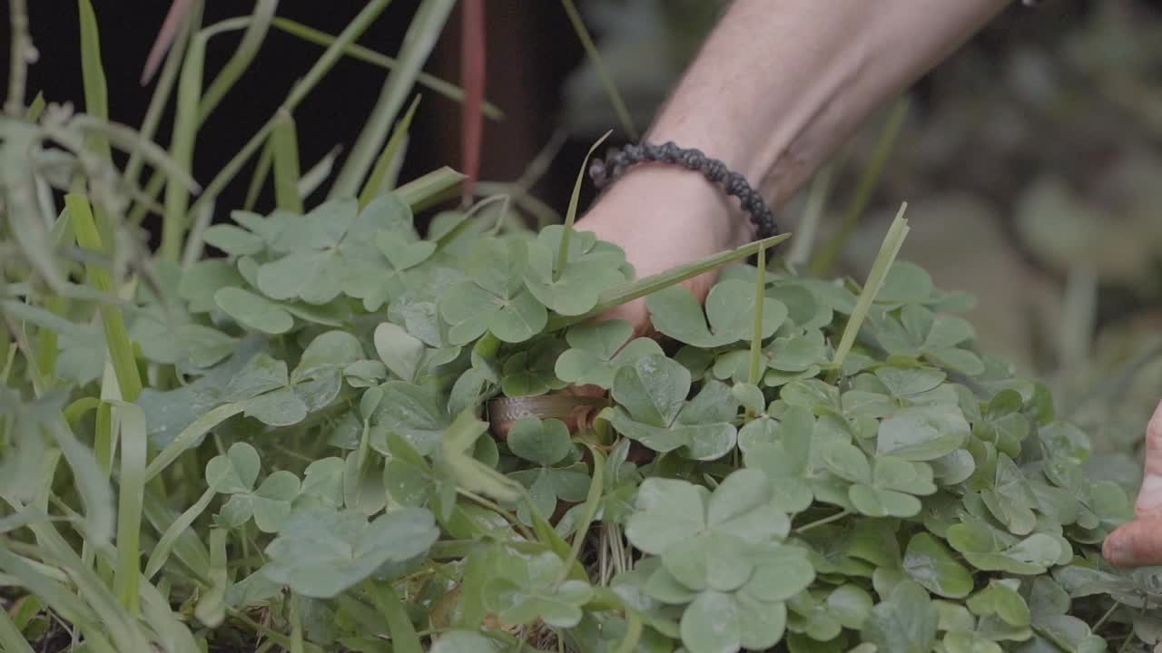 disparo cercano de un agricultor local aparentemente masculino vestido de gris mientras tira con las manos algunas hojas de trébol verde del suelo