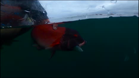 Liberación-De-Peces-Bajo-El-Agua-De-Una-Cabeza-De-Oveja-Macho-De-California-En-Cámara-Lenta-Con-Colores-Rojos-Brillantes