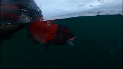 underwater fish release of a california male sheepshead in slow motion with bright red colors