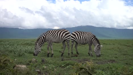 two grant's zebras (equus burchelli boehmi) grazing in ngorongoro crater, tanzania.
