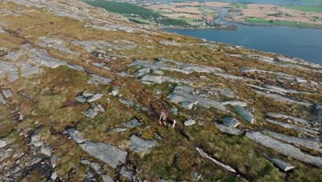 Blaheia,-Nordland,-Norway---A-Man-and-His-Dog-Strolling-Along-a-Rugged-Trail---Aerial-Drone-Shot