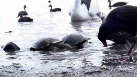 turtles and birds feeding at edge of lagoon