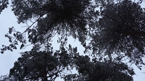 Una-Toma-Pacífica-De-Pinos-Ondeando-En-El-Viento-En-Un-Día-Nublado-De-Invierno