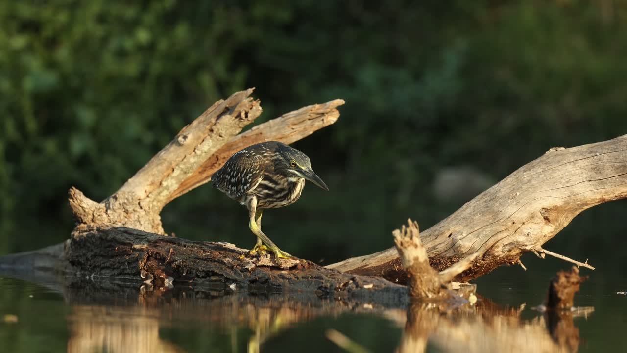 A striated heron is sitting on a dead log in the water in beautiful golden light. Filmed from a low angle, Greater Kruger