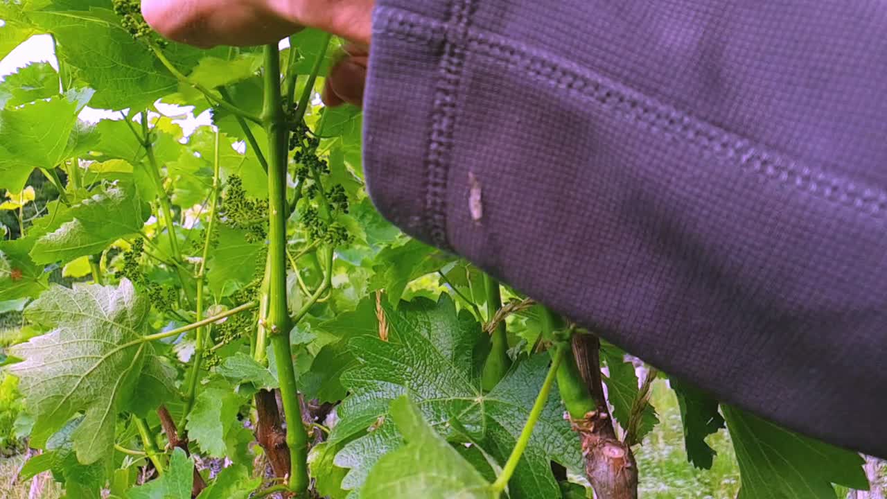 This is a slow motion clip of someone removing excessive leaves and shoots on vines in a vineyard.