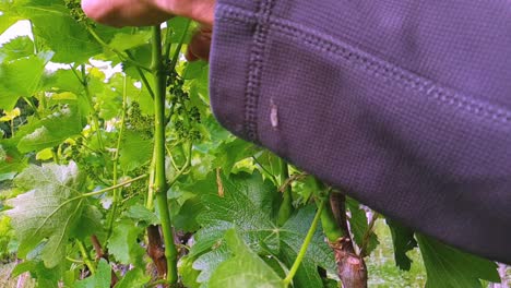 this is a slow motion clip of someone removing excessive leaves and shoots on vines in a vineyard.