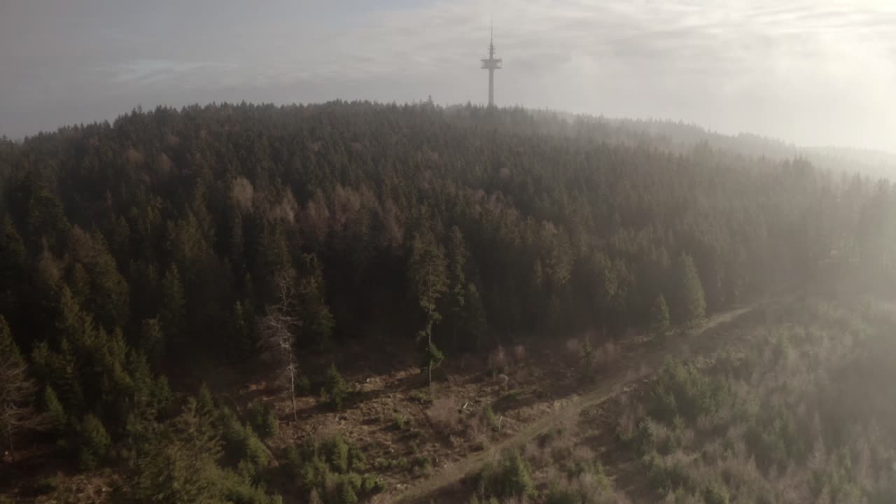 bosque de niebla con torre