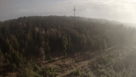 misty forest with tower