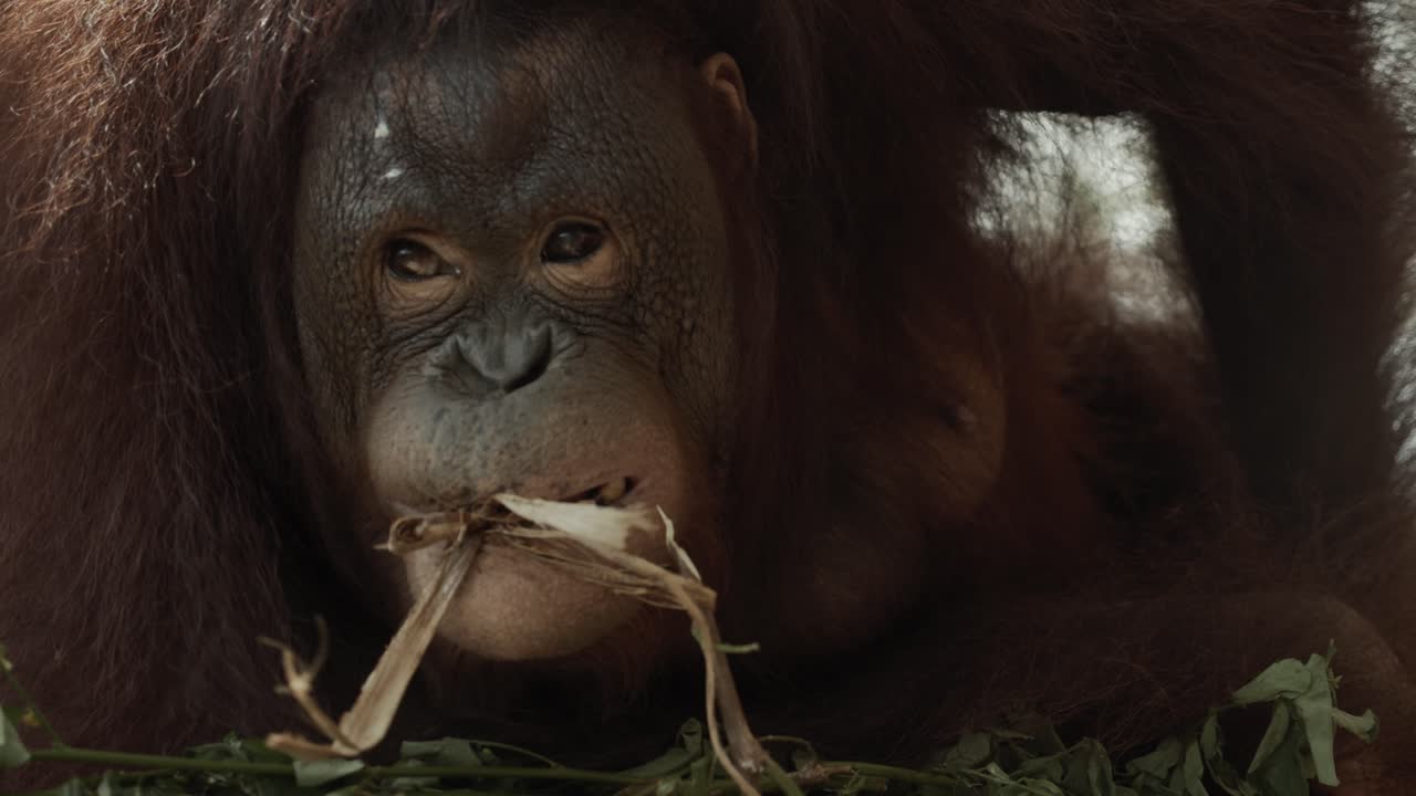 orangután de borneo en el nido, jugando con el árbol