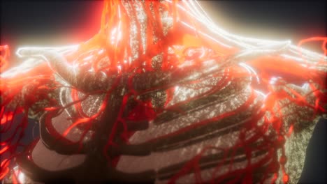 3d-rendered-medically-accurate-animation-of-heart-and-blood-vessels