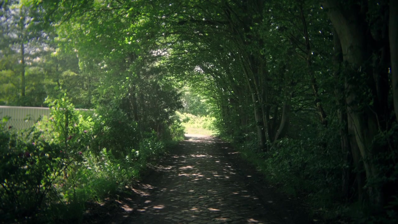 Sunlit Cobblestone Path Through Green Forest Tunnel