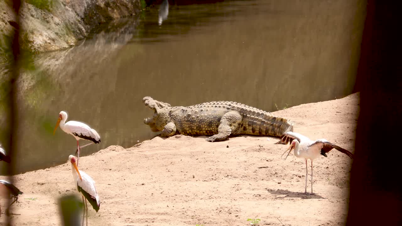 escena de un cocodrilo del nilo con aves de cigüeña de pico amarillo cerca de un río en kenia, áfrica