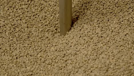 raw coffee beans in industrial sorting machine, close up motion shot