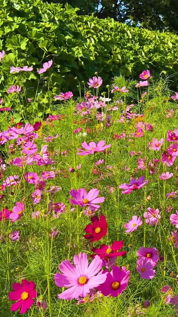 Cosmee vivaci in un giardino rigoglioso