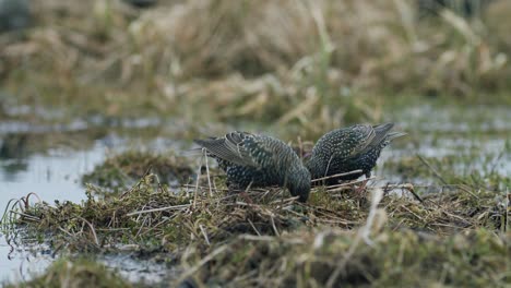 common starling looking for food in grass and taking bath in water puddle