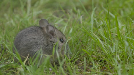 close-up of a small mouse in the grass