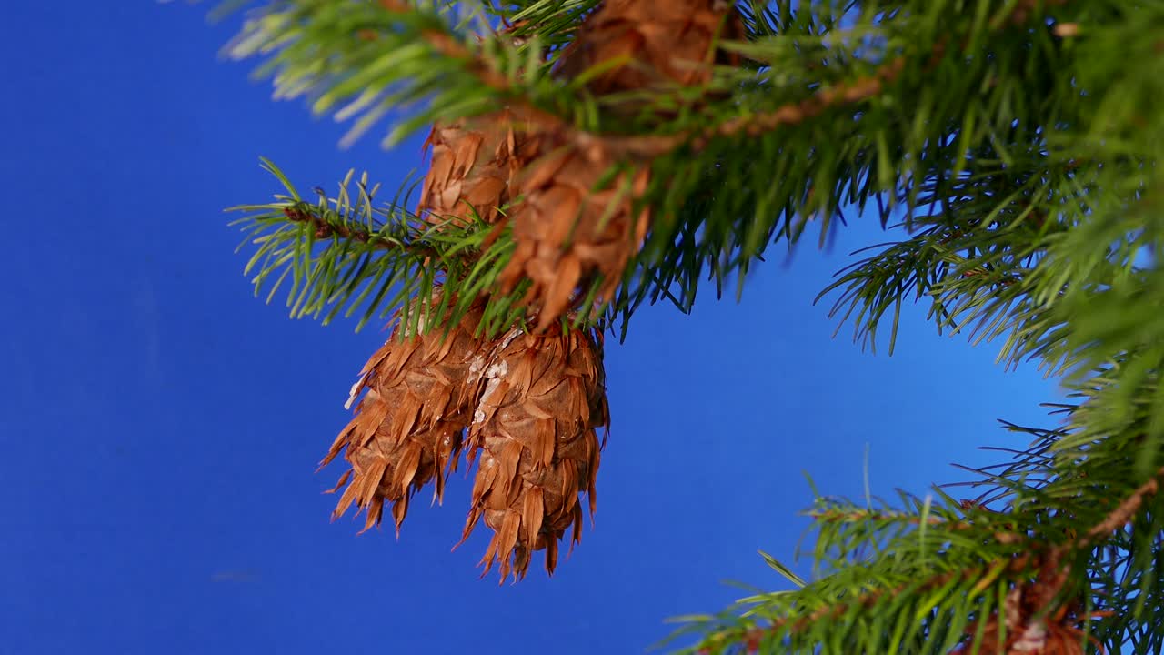 сосновые конусы на ветви крупного плана синего экрана для композиции